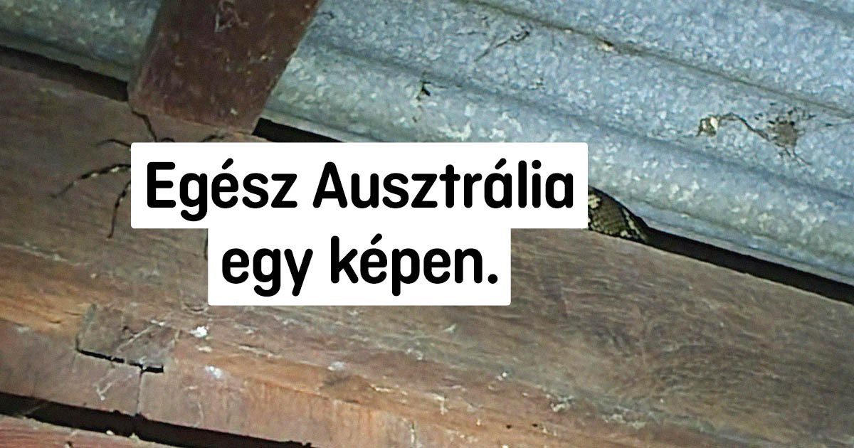 20 fotó, ami bizonyítja, hogy az ausztrál embereknek minden nap egy kaland
