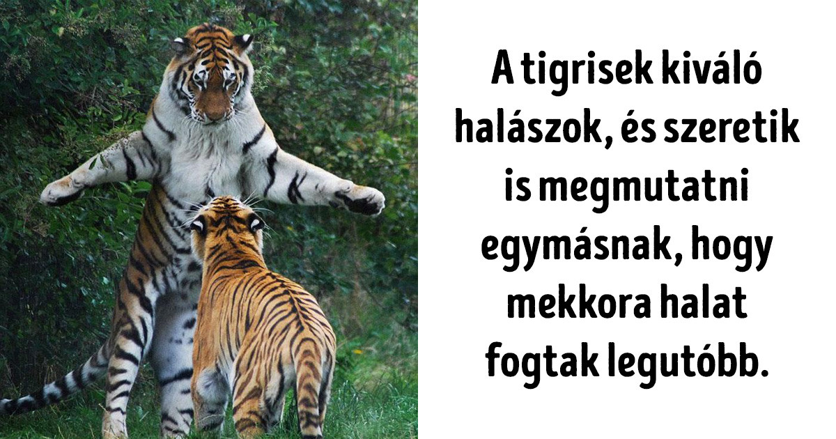 30 állatos fotó, amitől nem leszel okosabb, de legalább nevetsz rajtuk egy jót