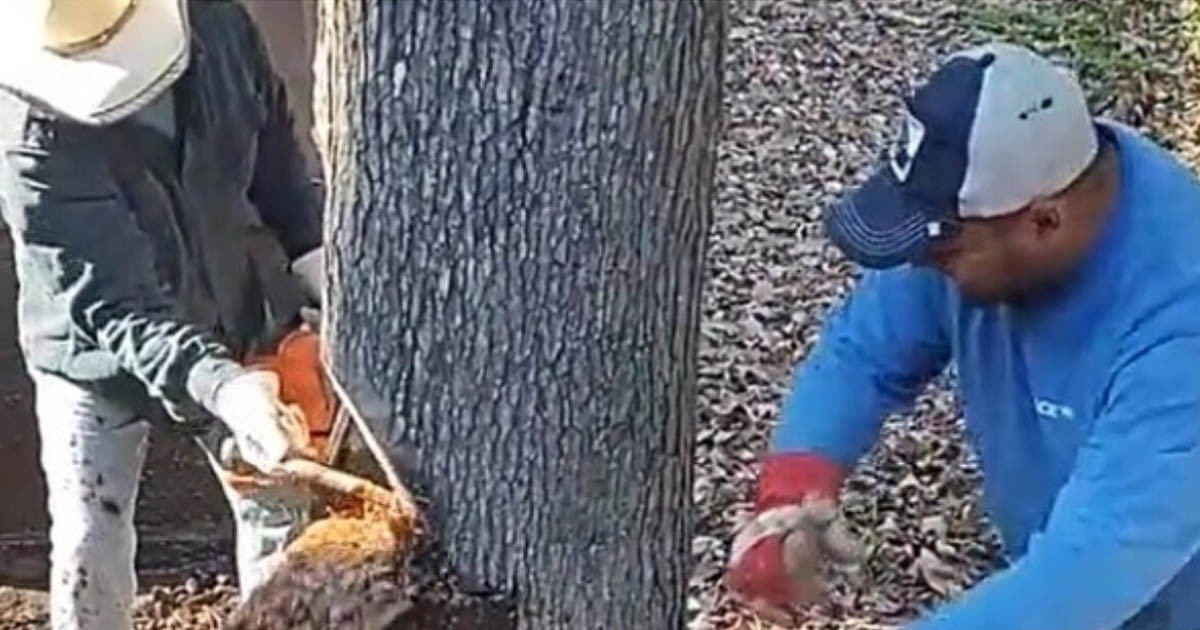 A munkások kellemetlen meglepetést találtak egy fa törzsében