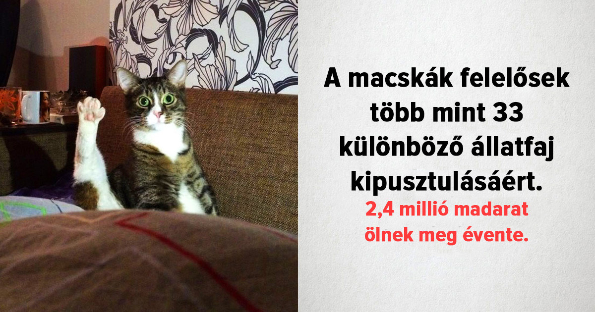 20 meglepő tény, amit valószínűleg Te sem gondoltál volna a macskákról