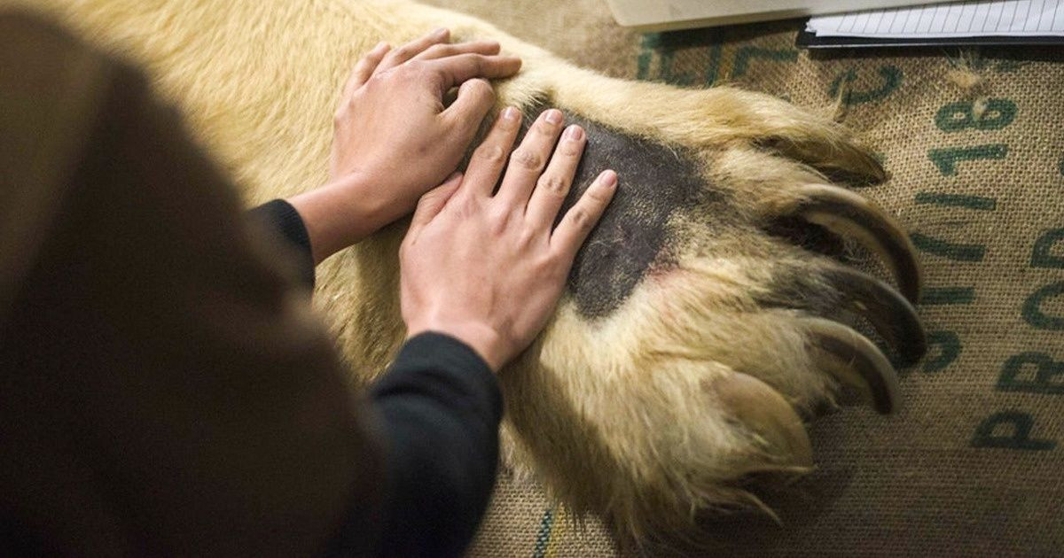 17 gyakori dolog és állat, amik sokkal nagyobbak, mint azt korábban gondoltuk
