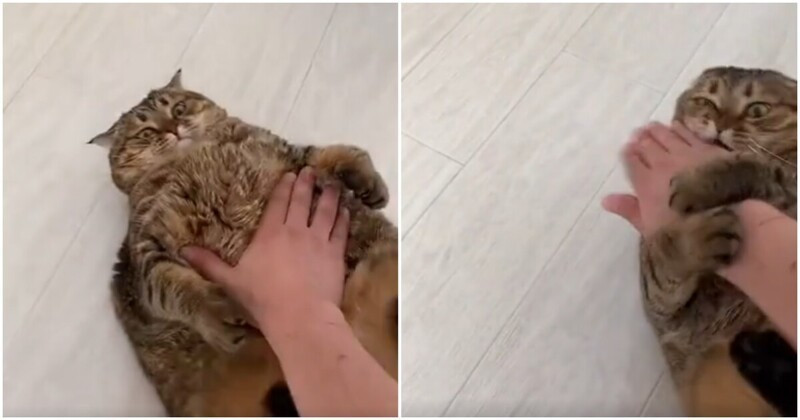 Vicces küzdelem egy jól táplált macskával