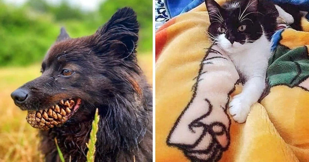 20 zavaró perspektívájú fotó, ami könnyen összekavarja a szemed