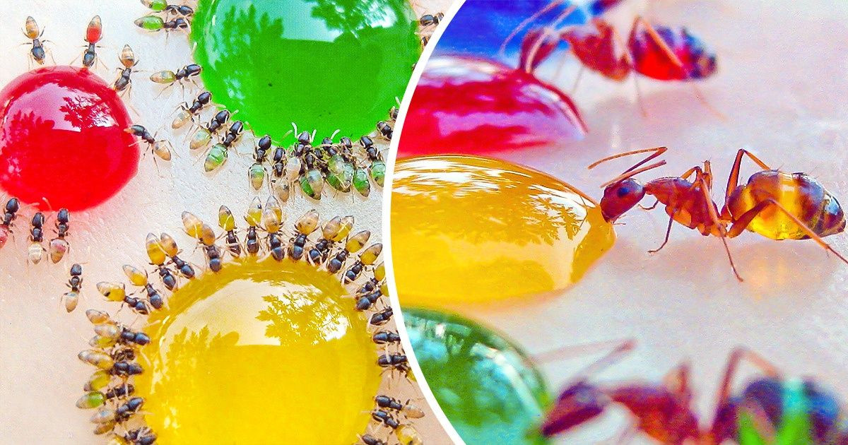 18 bizonyíték rá, hogy a természet fantáziája nem ismer határokat