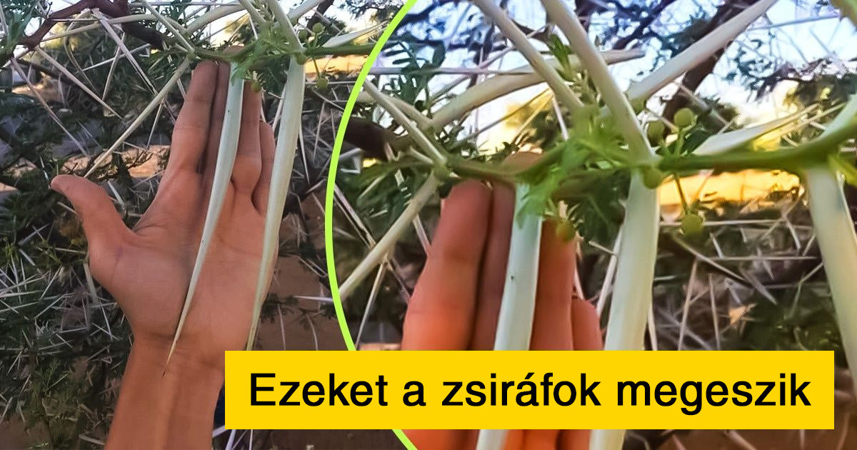 19 alkalom, amikor a dolgok valódi mérete enyhén szólva is váratlan volt