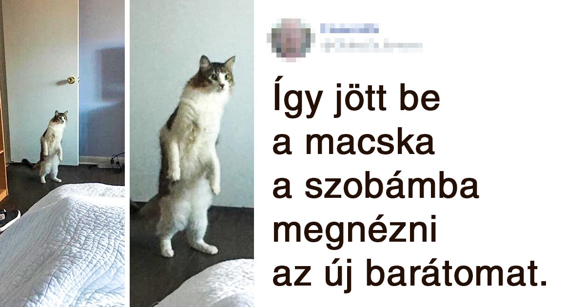 20 Tweet, ami bizonyítja, hogy a macskák mellett sosem lehet unatkozni