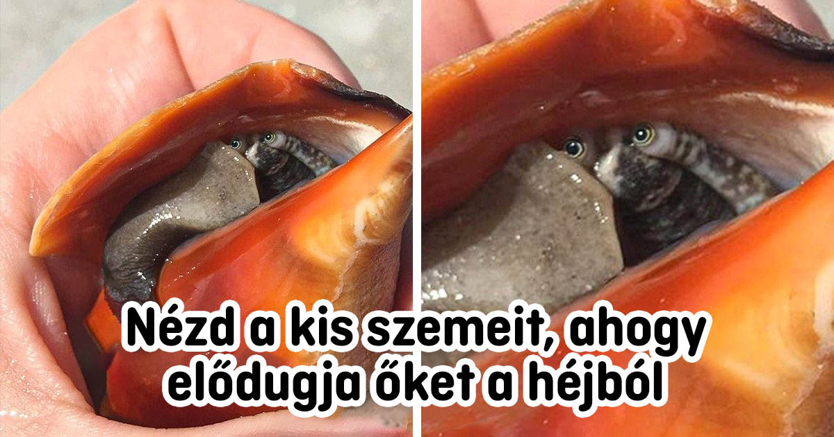 14 alkalom, amikor az emberek olyan ritka dolgokat láttak, hogy elakadt a lélegzetük