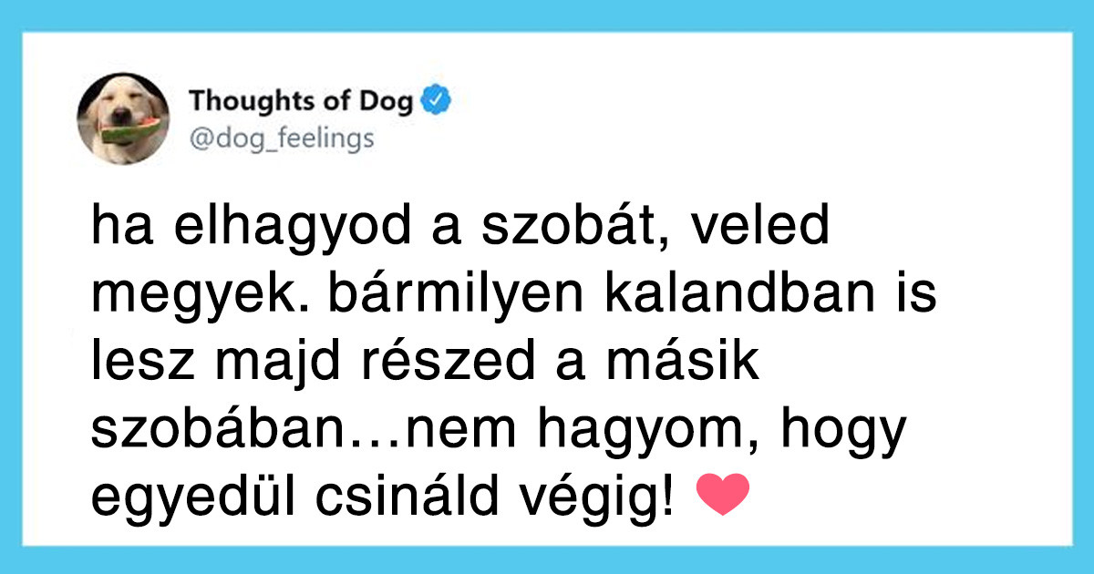 20 vicces kutyagondolat, amivel minden gazdi könnyedén képes lesz azonosulni