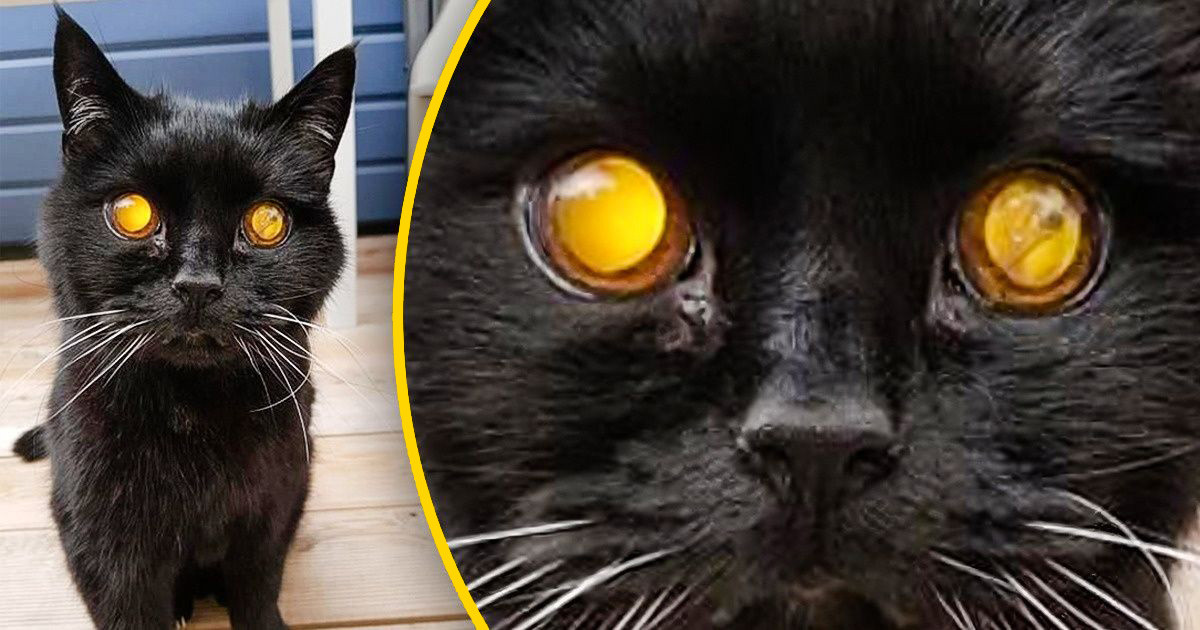 15 meglepő állatos fotó, ami bizonyítja, hogy nem mindent tudunk még a biológiáról