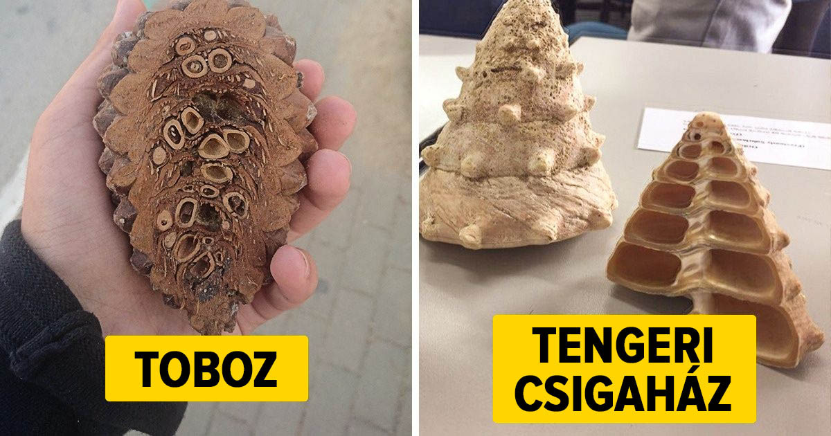 24 fotó, ami fölösleges mellébeszélés nélkül mutatja be, hogy mi van a körülöttünk lévő dolgokban