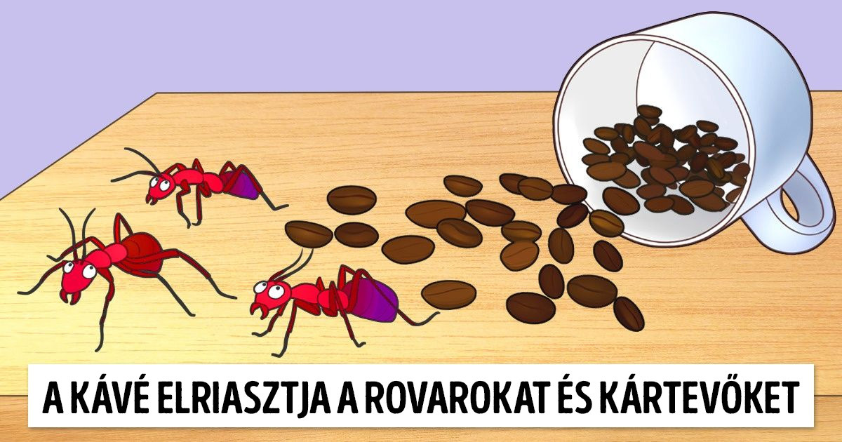9 ötlet, hogyan hasznosítsuk újra a megmaradt kávét a ház körül