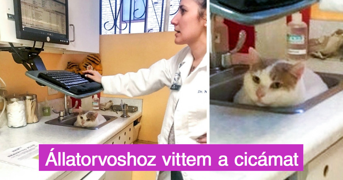 17 fotó az állatorvosok életéről, akiknek apró életek ezrei vannak a kezükben