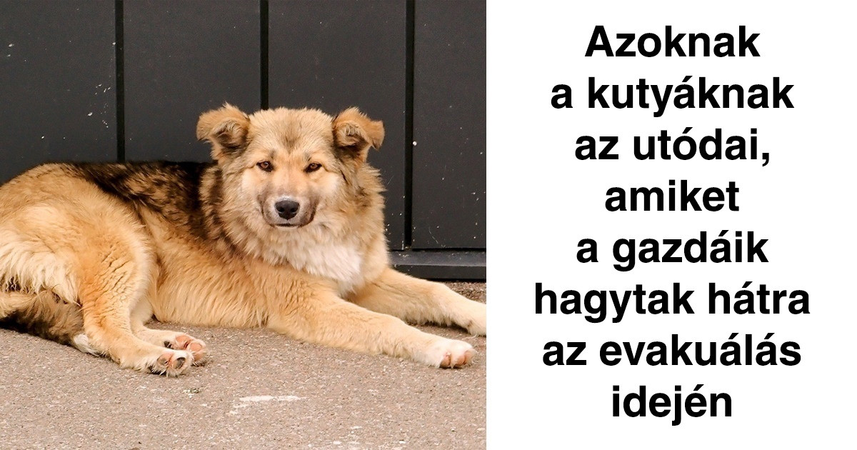 Ilyen állatok élnek a csernobili tiltott zónában – úgy tűnik, a természet kezdi helyrehozni, amit az ember tönkre tett