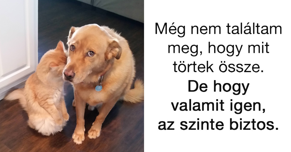 20 röhejes macskás Snapchat-üzenet, ami még a legpocsékabb napot is felvillanyozza