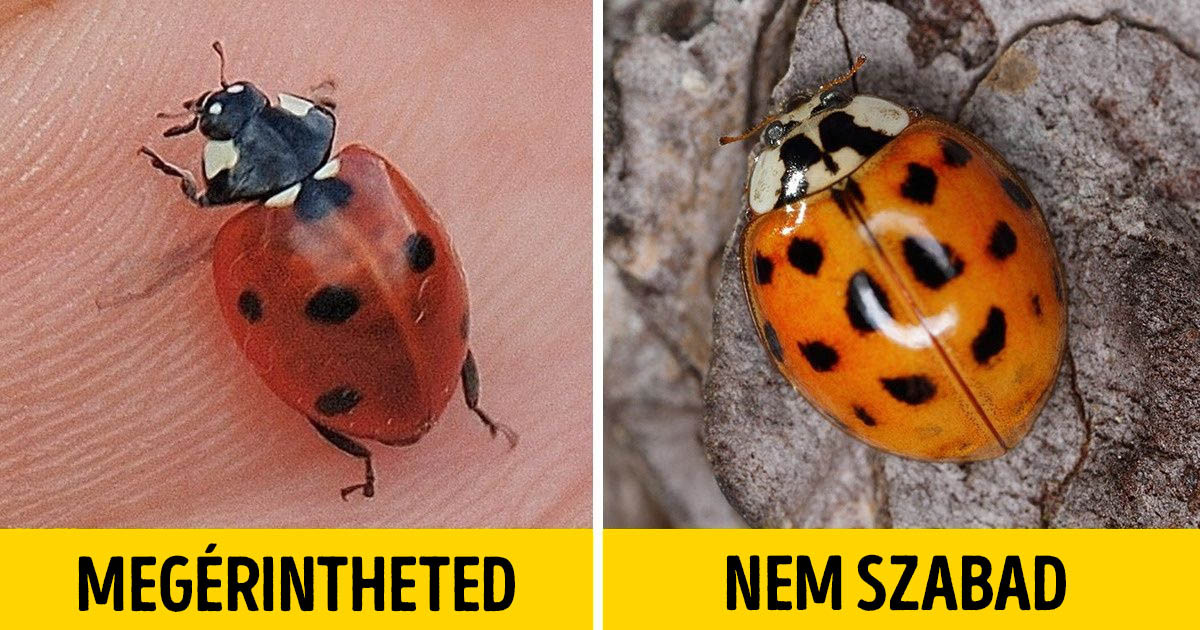 14 lény, amiktől nem szoktunk félni, pedig kellene