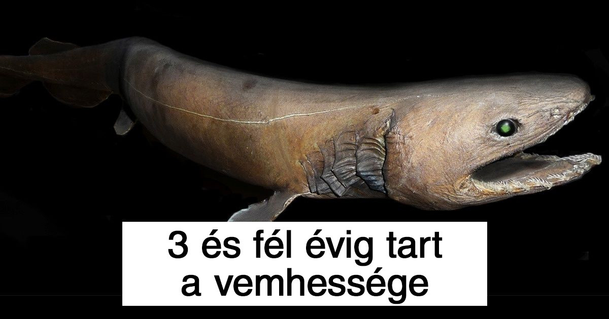 10 állat, aminek a vemhessége és a születése is hihetetlenül furcsa
