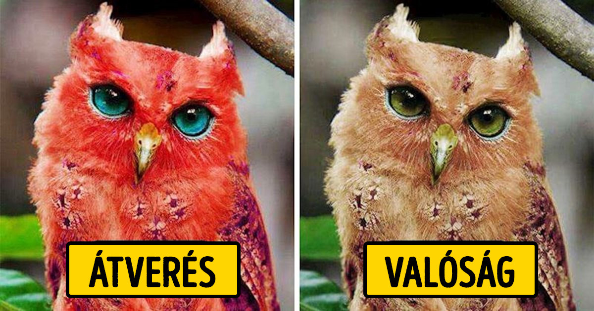 10+ híres fotó az internetről, amiről később kiderült, hogy hazugság