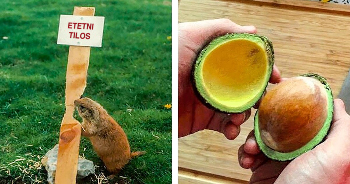 20 fotó, ami bizonyítja, hogy a természetnek remek a humorérzéke