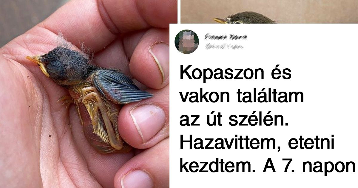 20 vadon élő állat, akik gondoskodó kezekbe kerültek és háziállatokká váltak
