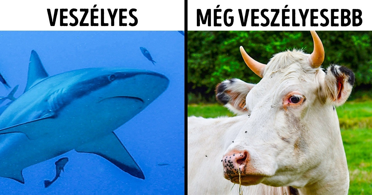 16 tény az állatokról, amit még az állatorvosok sem tudnak