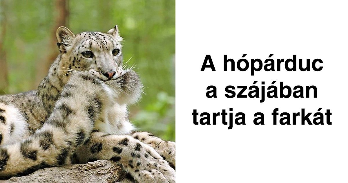 20 tény az állatok életéről, amit nem tanítottak meg nekünk az iskolában