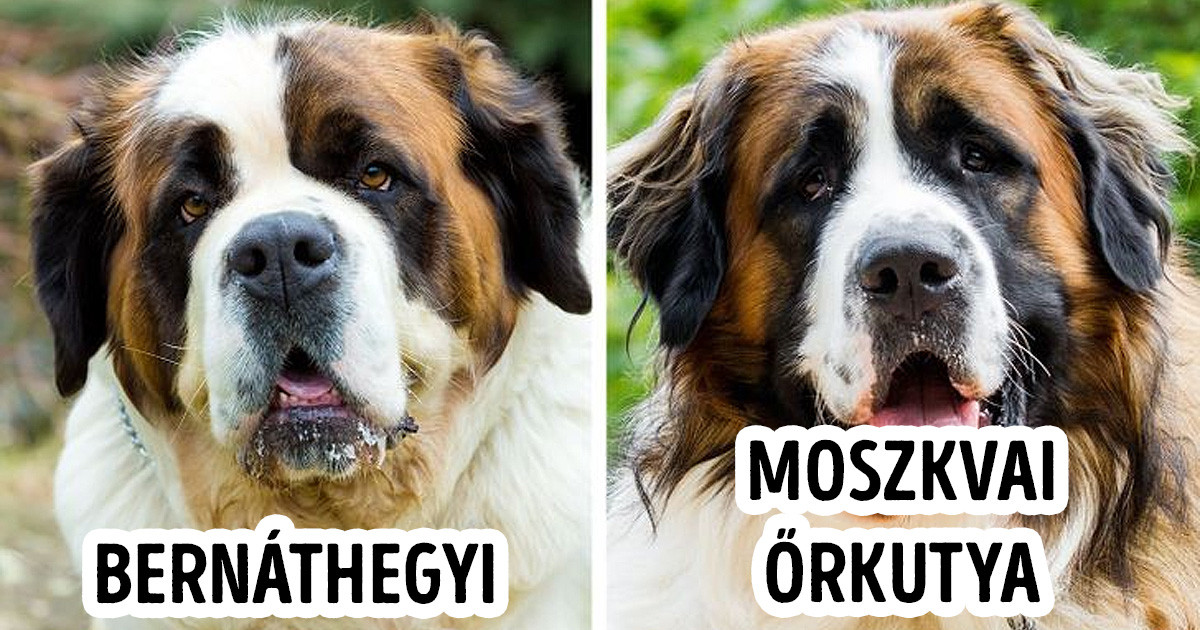 11 kutyafajta, ami még a legnagyobb kutya-rajongókat is gyakran összezavarja