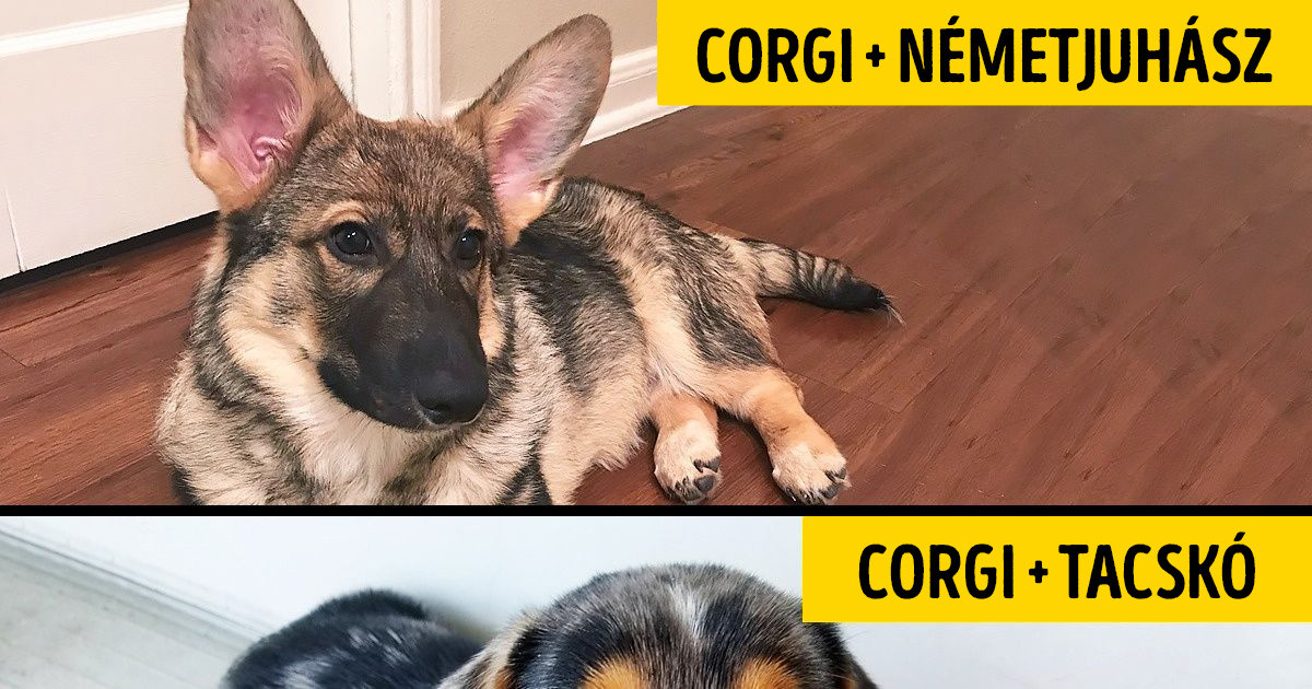 20 csodaszép keverék kutya, akik csak a legjobb géneket örökölték a szüleiktől