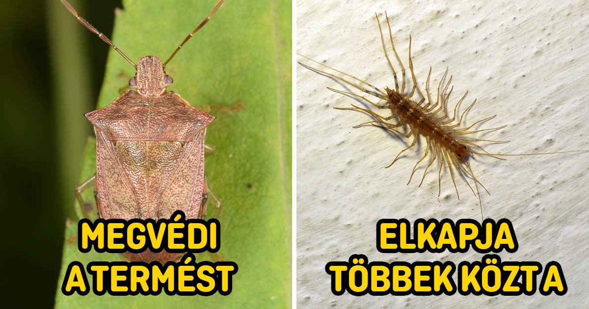 10 félelmetes rovar, ami a frászt hozza ránk, pedig nem hogy nem ártanak, de még hasznosak is