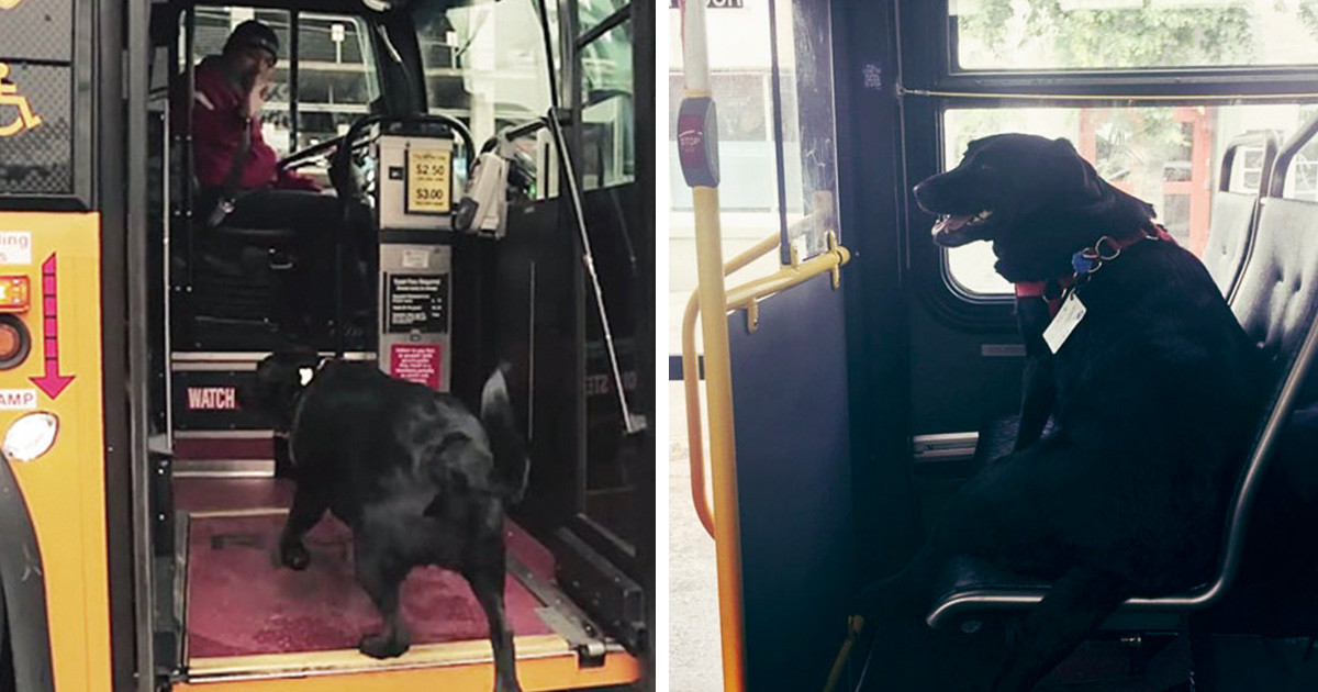 Egy kutyus, aki mindennap felszáll a helyi buszra és teljesen egyedül elutazik a parkba