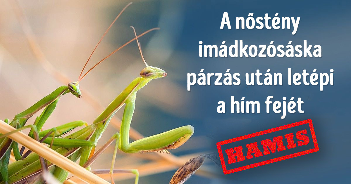 18 általános tévhit, amiben vakon hiszünk már egészen gyerekkorunk óta