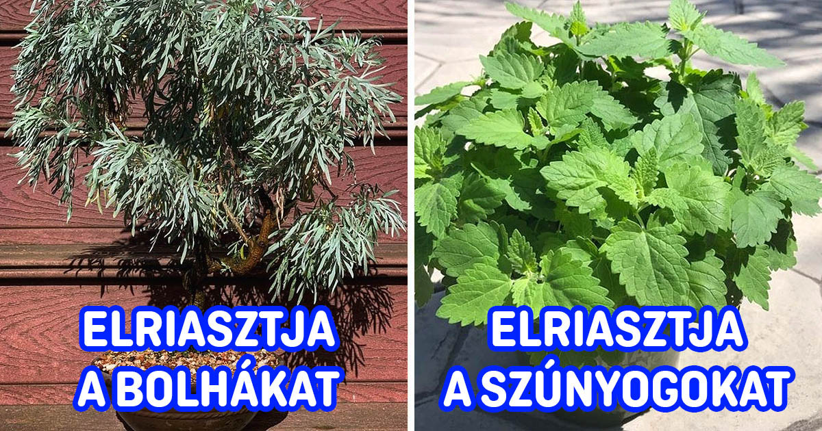 Ez a 15 növény kiváló szúnyog- és rovarriasztóként hat az otthonunkban