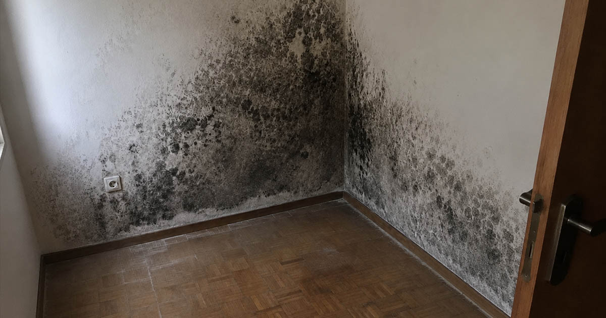 Szokatlan házi praktikával győztem le a penészt – ha korábban tudtam volna, nem szórtam volna el annyi pénzt a boltban