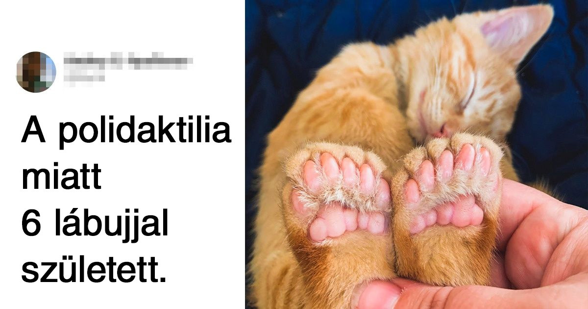 16 alkalom, amikor a természet bemutatta a művészi tehetségét, miközben a háziállatainkat készítette