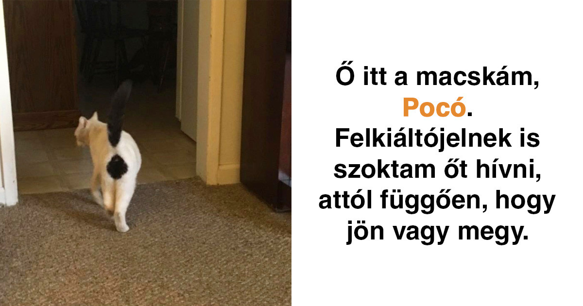 21 macskás Snapchat-üzenet, amit nem lehet kibírni nevetés nélkül