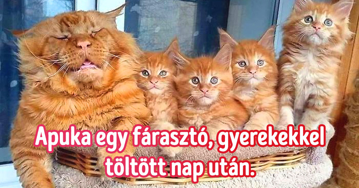 17 háziállat, akik az előző életükben valószínűleg emberek voltak