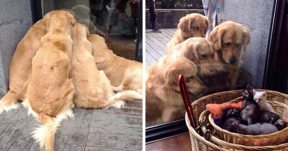 20 alkalom, amikor a Golden retrieverek bebizonyították, hogy ők a legjobb kutyák a Földön