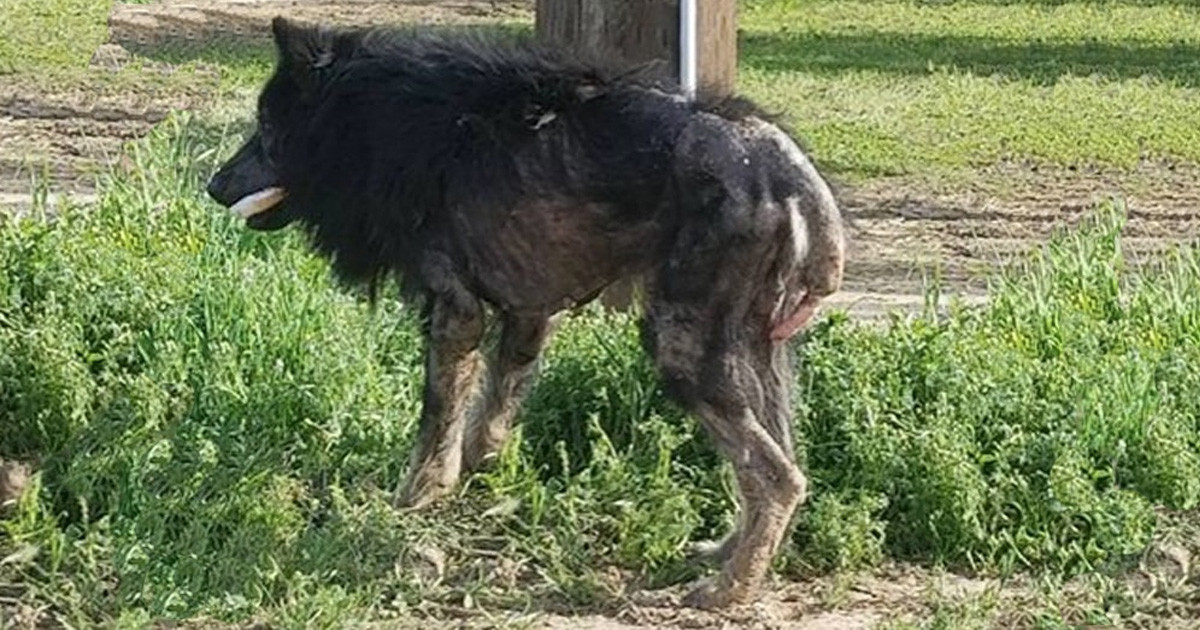 Olyan rosszul nézett ki, hogy vérfarkasnak hitték, de hat hónappal később gyönyörű juhászkutya lett belőle