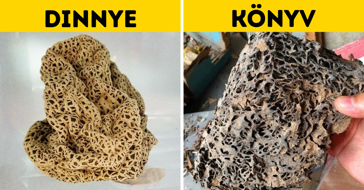 16 fotó, ami felesleges mellébeszélés nélkül ad választ azokra a kérdésekre, hogy "mi történik, ha…?"