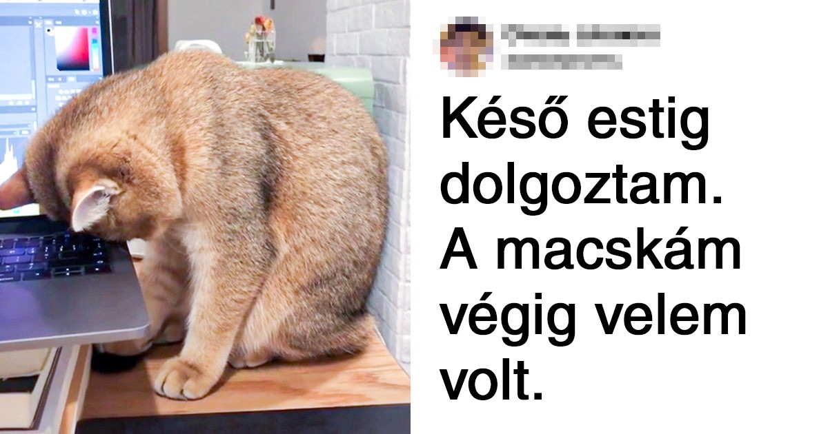 20 állat, akinek a néma támogatása jobb, mint 1000 szó