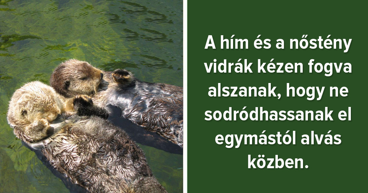 22 meglepő tény az állatvilágról, amit valószínűleg Te sem gondoltál korábban