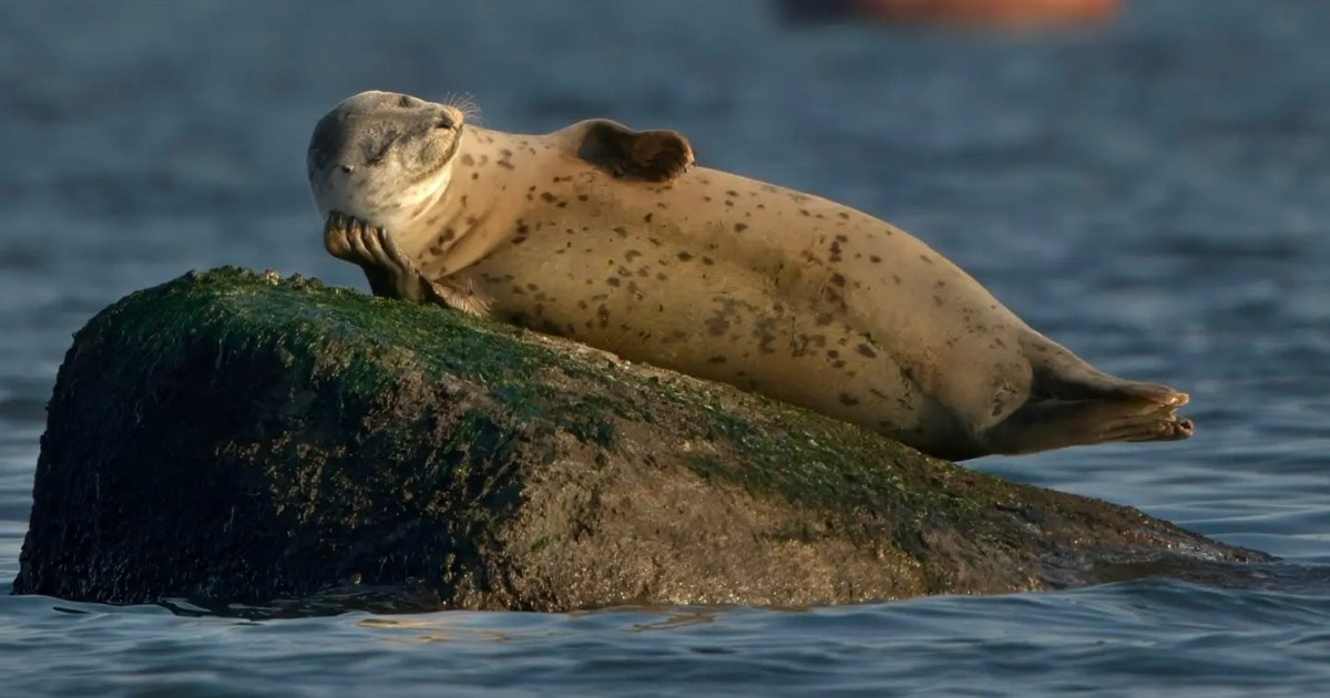 A Comedy Wildlife Photo Awards kiválasztotta 2023 legviccesebb állatos fotóit