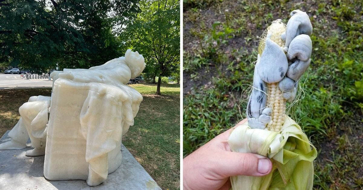 19 fotó, amely a szokatlan hőség váratlan következményeit mutatja be