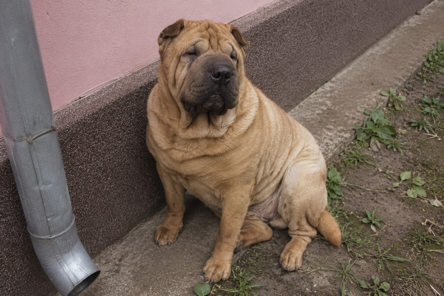 Miért nem mernek sokan shar peit vállalni, noha értékelik és tisztelik a fajtát?