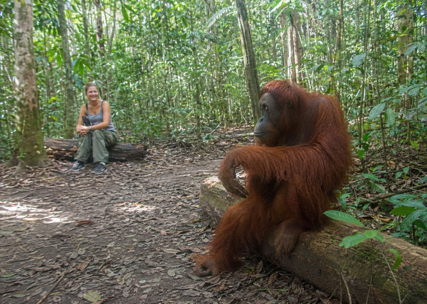 Orangutánok: Az egyetlen emberszabású majmok, amelyeknek kétféle hímjük van, amelyek közül az egyik szinte megkülönböztethetetlen a nősténytől